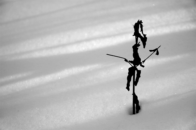 Arbrisseau dans la neige