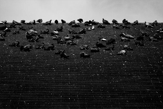 Oiseaux sur un toit