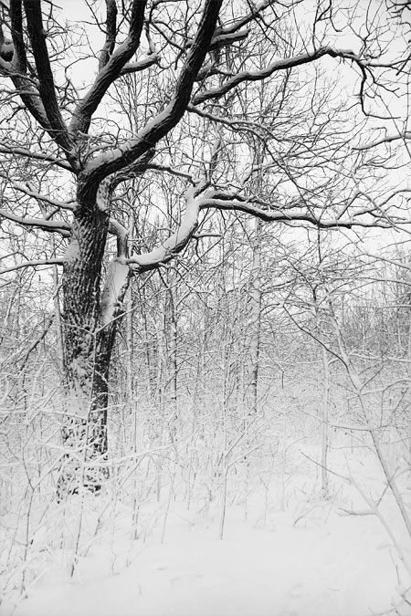 Arbre en hiver